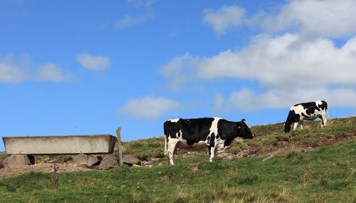 Cows standing in a field