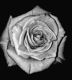 Close-up of rose against black background