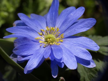 Close-up of purple flower