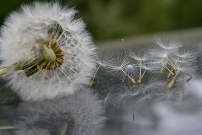 Close-up of white dandelion flower