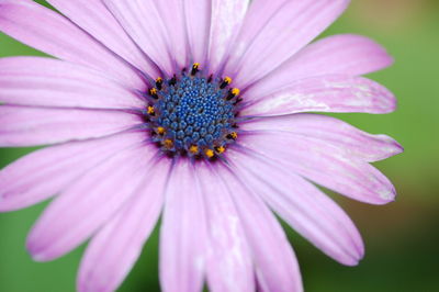 Close-up of flower blooming