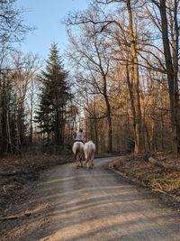 View of a sheep in the forest