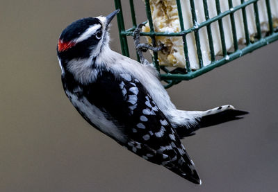 Close-up of bird perching on railing