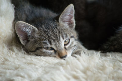 Close-up portrait of cat lying down