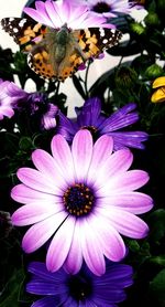 Close-up of pink flower