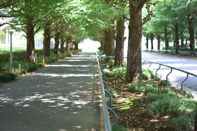 Walkway amidst trees