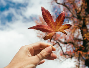 Close-up of hand holding leaf