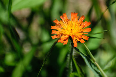 Close-up of orange flower blooming outdoors