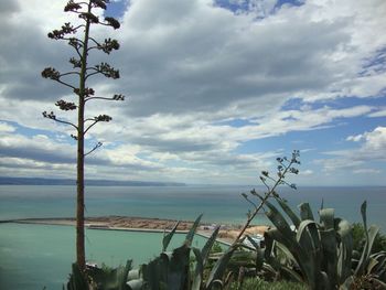 Close-up of tree by sea against sky