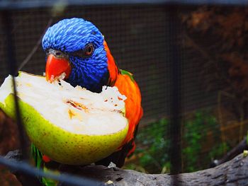 Close-up of parrot perching on tree