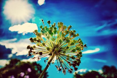 Low angle view of flowers against blue sky