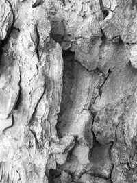 Close-up of tree trunk