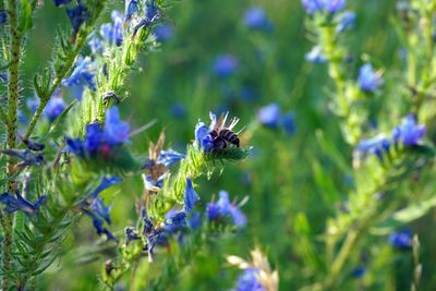 Close-up of bee on lavender