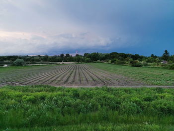 Scenic view of agricultural field against sky