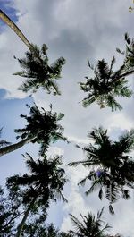 Low angle view of tree against cloudy sky