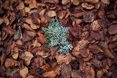 Full frame shot of green leaves