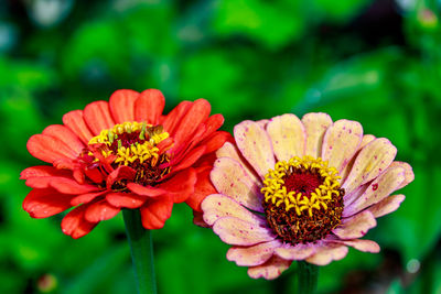 Close-up of red and pink flower