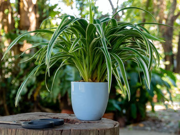 plant