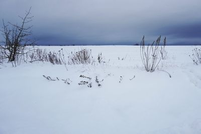 Flock of birds on snow covered field against sky