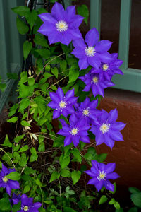 Close-up of purple flowers