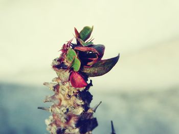 Close-up of wilted plant against sky