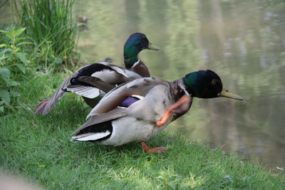 Ducks on a lake