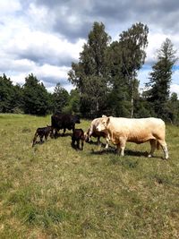 Horses in a field