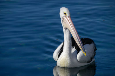 View of pelican swimming in lake