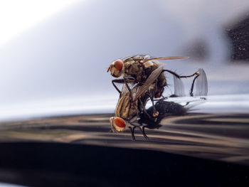 Close-up of fly on the sea
