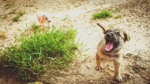 Dog lying on land