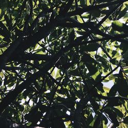 Low angle view of tree in forest