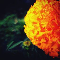 Close-up of marigold flower blooming against black background