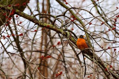 Bird perching on bare tree