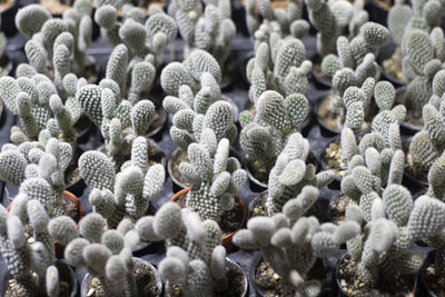 Small cactus in a pot, selective focus