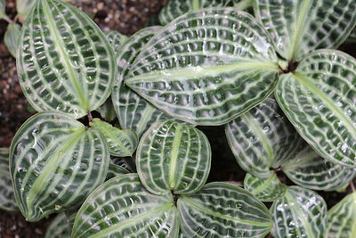 Close-up of succulent plant