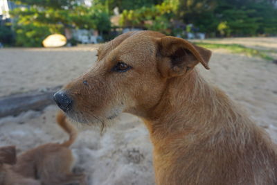 Close-up of dog looking away