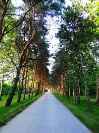 Empty road along trees