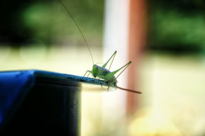 Close-up of grasshopper