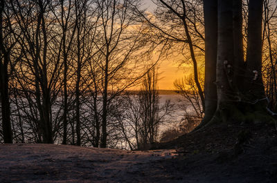 Bare trees against sky at sunset