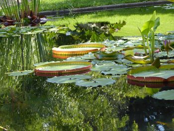 Close-up of lotus water lily in lake