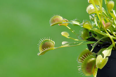 Close-up of venus flytrap plant