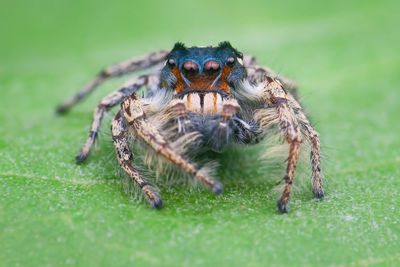 Close-up of spider