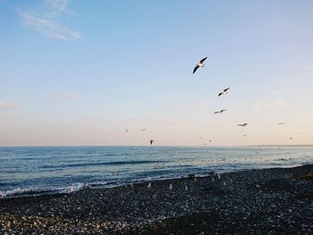 Birds flying over sea against sky