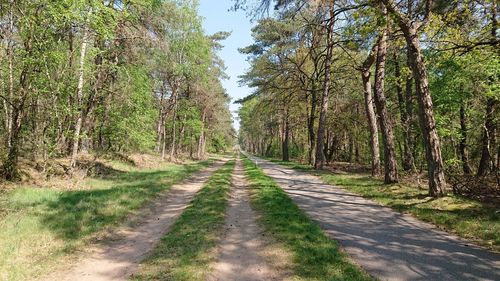 Road amidst trees in forest