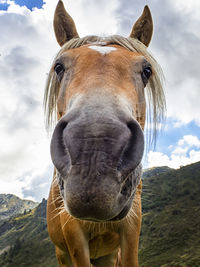 Horse head close-up with funny face