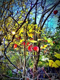 Low angle view of trees