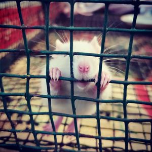 Close-up of a cage seen through chainlink fence