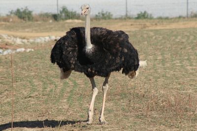 Bird on grass