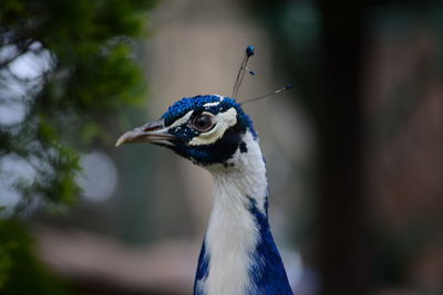 Close-up of a bird