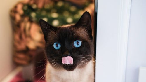 Close-up portrait of cat at home